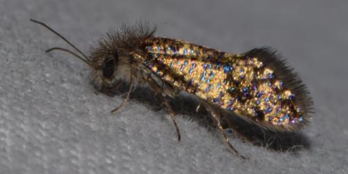 Dyseriocrania subpurpurella
